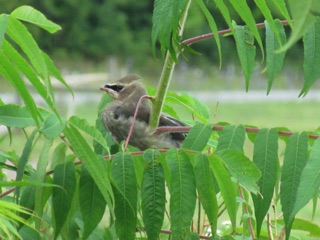 Later, Jean finds a juvenile Cedar Waxwing in the bushes...