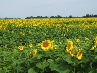 July 22.  The next day, we pass this sunflower field on the way to the track.