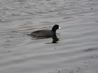 There's some good birds in the area.  Here's a Coot.