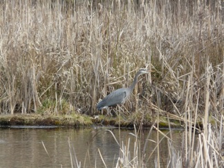 A Great Blue Heron.