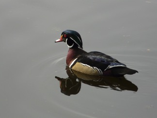 A Wood Duck.