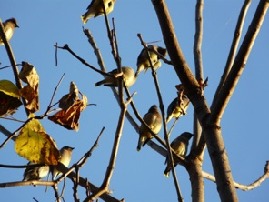 We spot a flock of cedar waxwings.