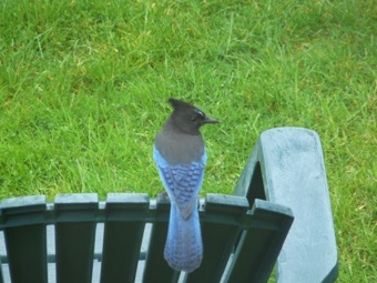 April 5.  A jay we had not seen before.