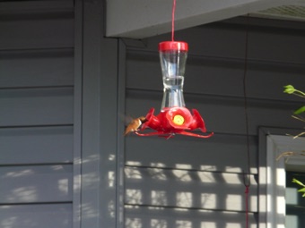 April 6.  Plus a new hummingbird.