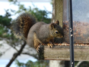 Of course we've seen squirrels before...