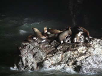 April 6.  Lots of sea lions.