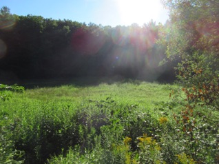 The meadow.