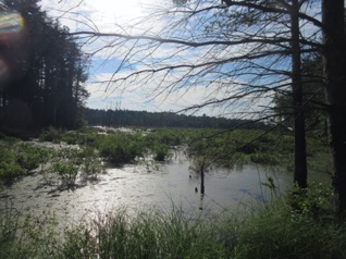 It's just a beautiful morning at Assabet NWR.
