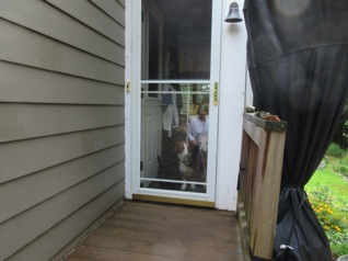 August 12.  Saturday: It's the first day of a weekend of operations.

Jean and I show up and are greeted by the dog alarm trio! (It's been a whole day since we saw them last!)
Sort of hard to see, but they're lined up in size order. Piper. Greta, Sophie. Jean is reflected in the glass.