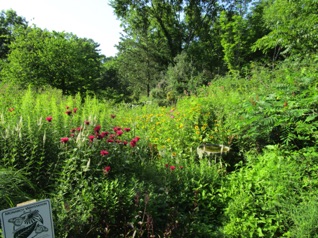 July 26.  Friday morning, Jean and I visit a bit at the Acton Arboretum, which is fairly close,