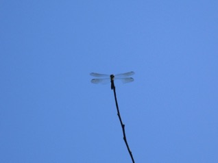 We didn't see very many birds, but there were lots of insects.