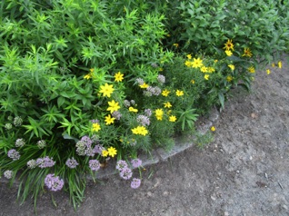 July 26.  Flowers were still in bloom.