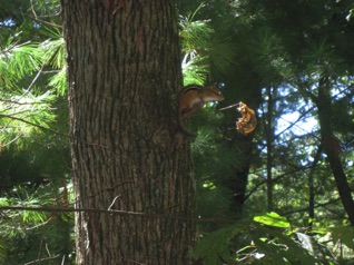 September 16.  A friendly chipmunk checks out the action.