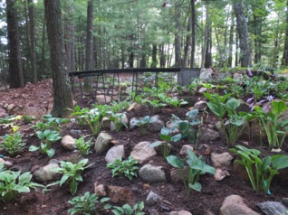 Even more Hostas.