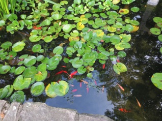 August 18.  The lake has some new fish after a Great Blue Heron discovered take out.
