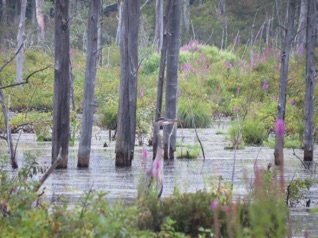 August 21.  Friday.  We first head over to Assabet NWR to check out the birds.
