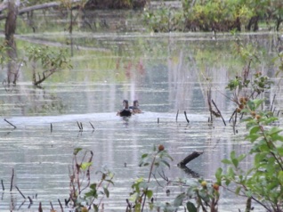 A few ducks...but, not much else.