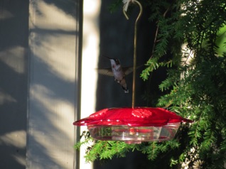 August 24.  Monday - we drive home to Virginia.  On Tuesday, I catch this guy at the feeder.   
It was a great weekend of operations.
