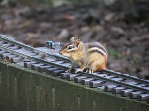 June 21.  The track is often used by the local wildlife.