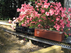 April 29 and the azaleas are in full bloom.