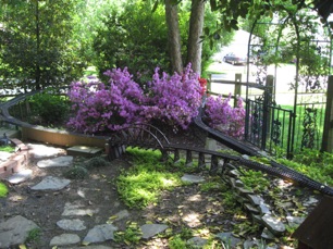 May 7.   The azaleas are in full bloom.