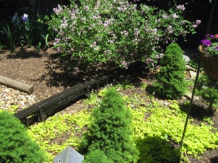 May 7.  The creeping Jenny is nice and green.